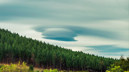 Lenticular cloud over a pine forest on a hill.
