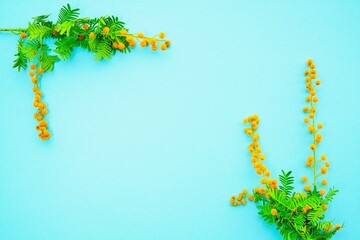 黄色く丸い花が咲いたギンヨウミモザの枝のフレーム素材