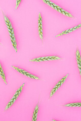 Pattern of green wheat on a pink background. Wheat ceral flour production aesthetic concept.