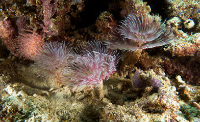 Naklejka na ściany i meble Pink Tube worms on a shallow reef Boracay Island Philippines