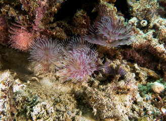 Fototapeta na wymiar Pink Tube worms on a shallow reef Boracay Island Philippines