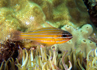 Yellow striped cardinal fish Boracay Island Philippines