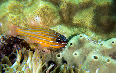 Yellow striped cardinal fish Boracay Island Philippines