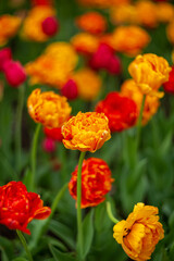 Beautiful terry tulips bloom in the park
