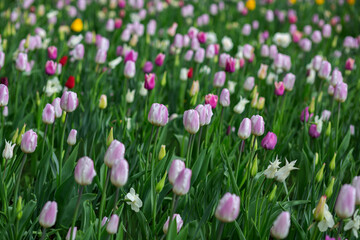 Light lilac tulips bloom in the park in spring