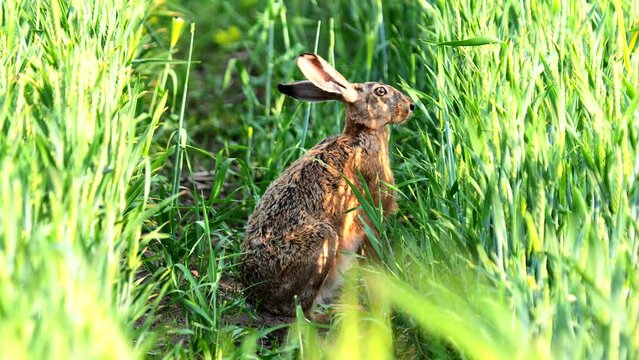 The European hare rabbit stand still to avoid danger, Lepus europaeus