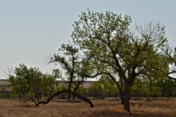 Cottonwood Groves and Short Grass Prairie following Fire Event at Buffalo Lake National Wildlife...