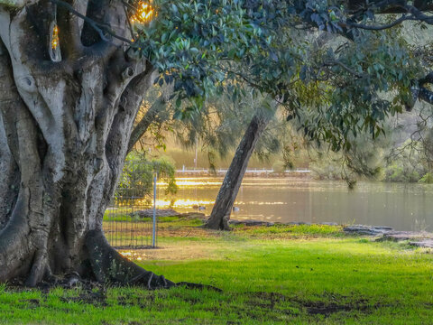 Rainy day sunset through the Moreton Bay Fig Tree at the waters edge