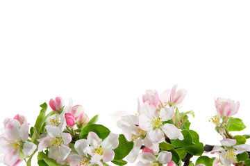 Branch of blossom apple tree on white background.