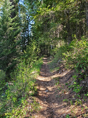 Trail up through the forest