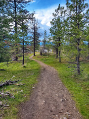 trail through the trees