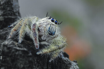 close up of a spider