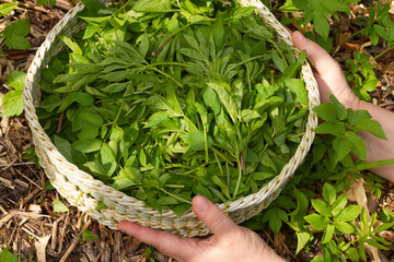 Aegopodium podagraria, also ground elder or gerard's grass, bishop's weed. Greens in a wicker tray....
