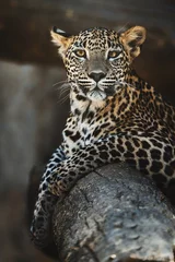 Fotobehang Ceylon leopard (Panthera pardus kotiya) detail portrait © Sangur