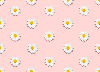 Seamless pattern with chamomile. Buds of daisy flowers on light pink backdrop