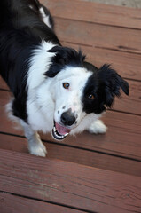 border collie dog