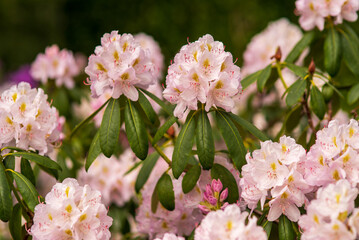 blooming delicate pink buds of rhododendron