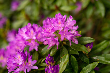 blooming purple buds of rhododendron in the spring