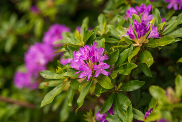 Fototapeta premium blooming purple buds of rhododendron