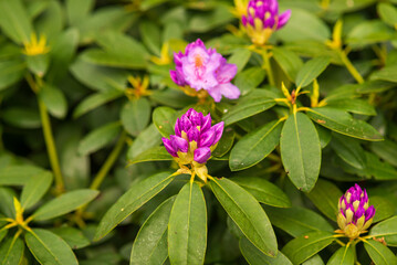 blooming purple buds of rhododendron