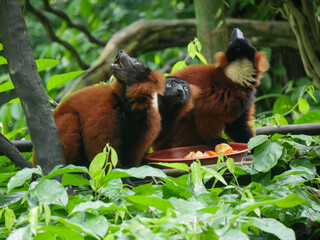 Red ruffed lemur : The red ruffed lemur (Varecia rubra) is one of two species in the genus Varecia, the ruffed lemurs; the other is the black-and-white ruffed lemur (Varecia variegata). Like all lemur