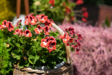 Basket woven from vines with beautiful red flowers. Nice blurred background
