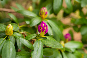 Obraz na płótnie Canvas unblown purple rhododendron buds in the spring