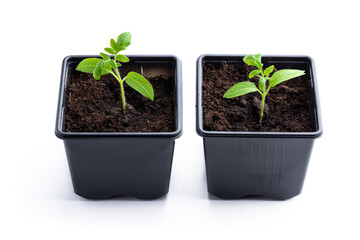Early tomato sprout in plastic pots grown from seeds isolated on white