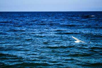 Naklejka premium gull on the sea
