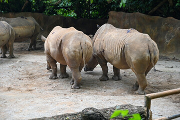 Obraz premium White rhinoceros : The white rhinoceros or square-lipped rhinoceros (Ceratotherium simum) is the largest extant species of rhinoceros. It has a wide mouth used for grazing and is most social