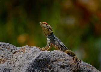  Roughtail Rock Agama
