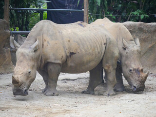 White rhinoceros : The white rhinoceros or square-lipped rhinoceros (Ceratotherium simum) is the largest extant species of rhinoceros. It has a wide mouth used for grazing and is most social
