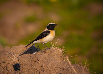 Black-eared Wheatear