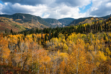 Fall color at Buffalo Pass in Steamboat Springs, Colorado