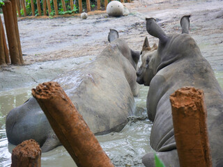 White rhinoceros : The white rhinoceros or square-lipped rhinoceros (Ceratotherium simum) is the largest extant species of rhinoceros. It has a wide mouth used for grazing and is most social