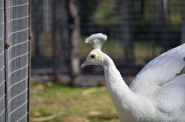 white peacock in the grass