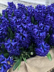 bouquet of hyacinths