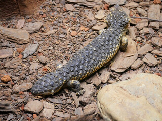 hingleback Skink Lizard : Tiliqua rugosa, most commonly known as the shingleback lizard or bobtail lizard. It is commonly known as the shingleback or sleepy lizard.