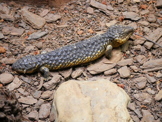 hingleback Skink Lizard : Tiliqua rugosa, most commonly known as the shingleback lizard or bobtail lizard. It is commonly known as the shingleback or sleepy lizard.