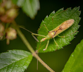 macro close up of an assassin bug on a leaf