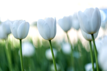 Obraz na płótnie Canvas Brilliant tulip flowers with white petals during springtime