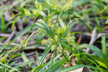 Green leaves of herbal Cyperus strigosus or false nutsedge or straw-colored flatsedge on a green...