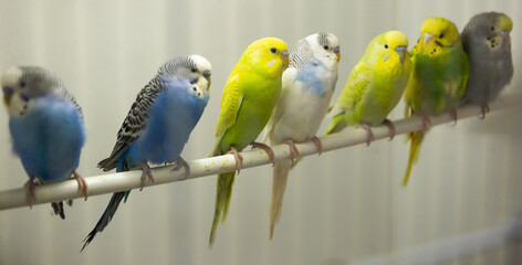 Closeup of colorful domesticated budgerigars sitting on perch in bird cage