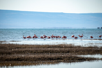O flamingos d Laguna Nimez