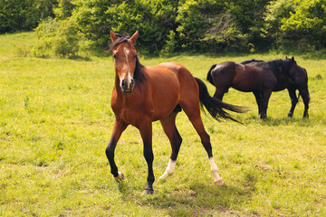 Young horse walking on the field