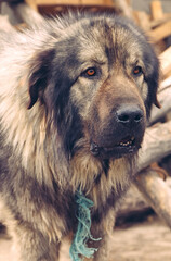  Illyrian Shepherd Dog