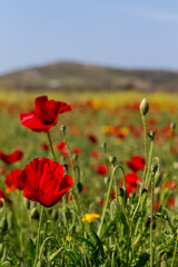 The red poppy (Papaver rhoeas) with buds in the sunlight
