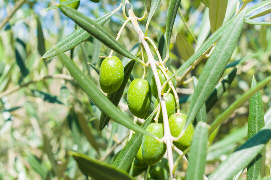 Beautiful Green Olives Produced Organically. Sustainable Food Production Without Pesticides