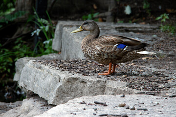 Duck overlooking the river