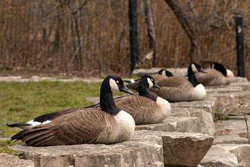 Group of Geese Relaxing Together